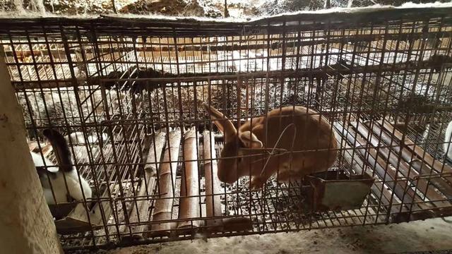 泽西长毛兔:怎样喂兔子才能让兔子长得胖胖的？为什么？