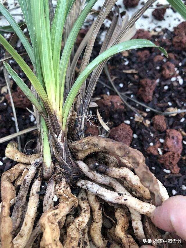 花康(花康乃馨)