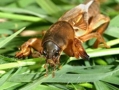 土狗子虫 是益虫:地里的蝼蛄、潮虫子怎样治？