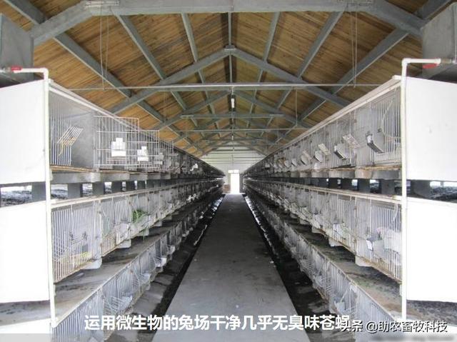 大庆兔子群:农村养兔为什么都赔了呢？