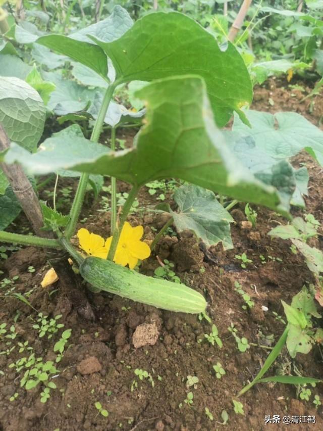 毒黄瓜是什么意思，你能辨别出抹过激素带花的“毒黄瓜”吗？