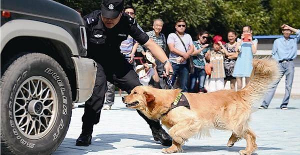 警犬品种:攻击警犬算不算袭警？有什么法律依据？