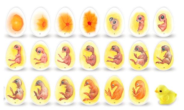 山鸡孵化十六天照蛋图图片