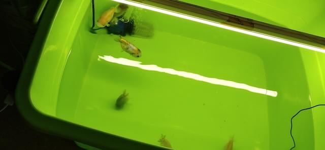 民用水族箱过滤器:小鱼缸用什么过滤器比较好？