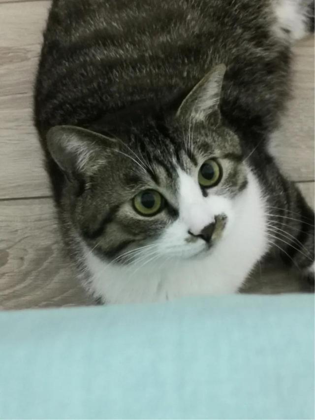 你什么时候被猫的智商震惊了？插图24