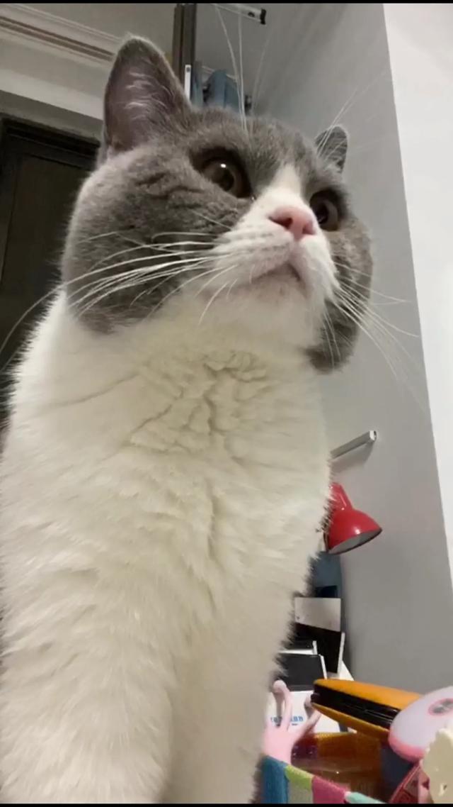 萌猫咪图片:我想大量云吸猫！请有猫咪的友友们发些你家猫咪的萌照给我看看？ 猫图片大全可爱