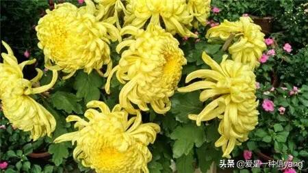 二色金鸡菊:夏季菊花怎么养护，求指点？