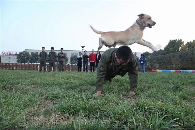 湖南翔鹏训犬学校:学习训犬很难吗？训犬师考证难吗？