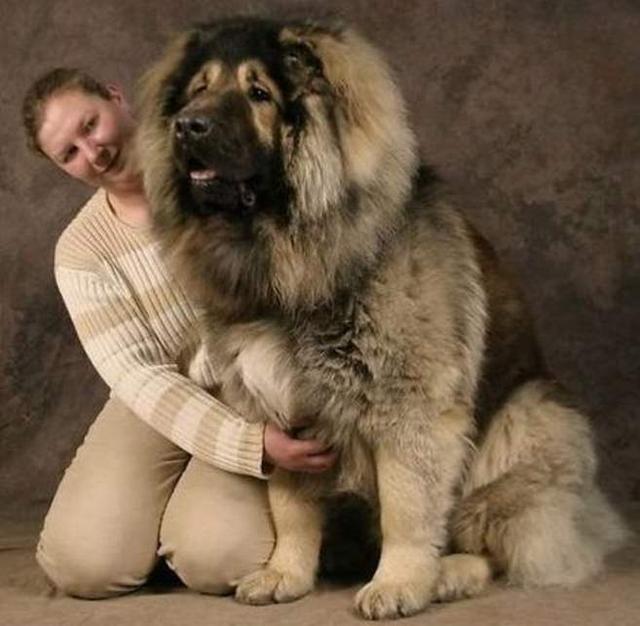 马士提夫獒犬比特犬:有哪些猛犬是可以跟狮虎战斗的？