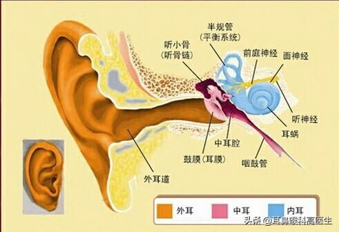 鼻和咽喉如何相互连接，鼻内与咽喉连接是什么位置