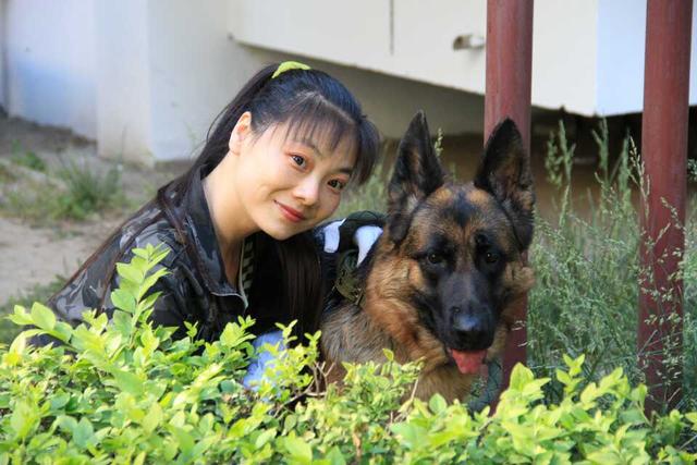 怎样饲养德国黑背:如何养好一只德国牧羊犬？