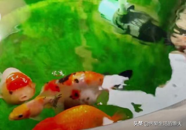 成吉思汗鱼一天喂几次食:鱼一天要喂几次？怎样才能养好金鱼？
