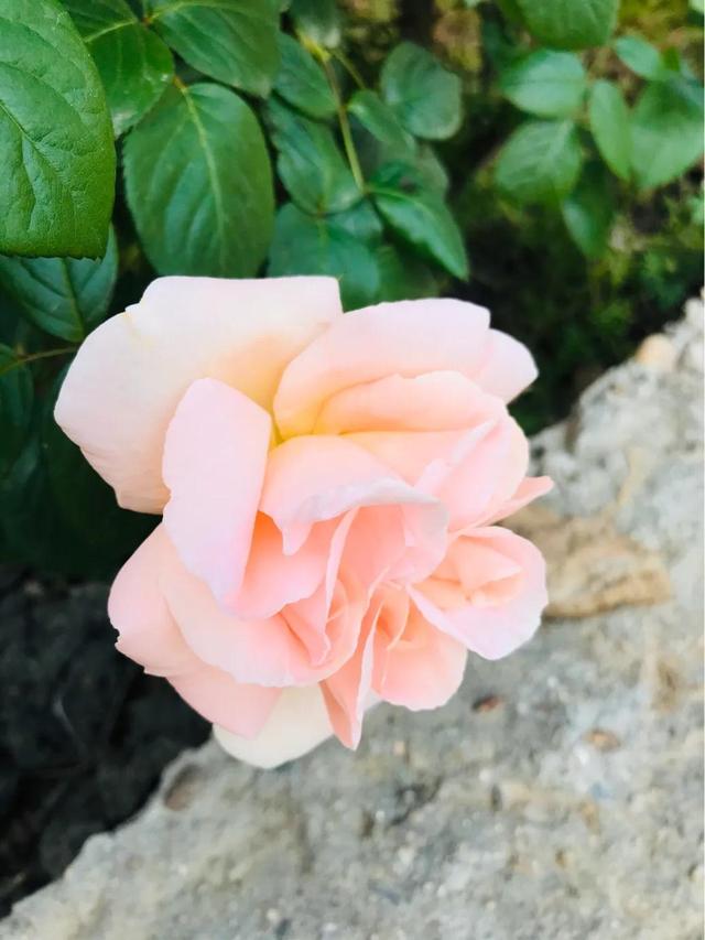 最香的几款月季品种是什么？插图24