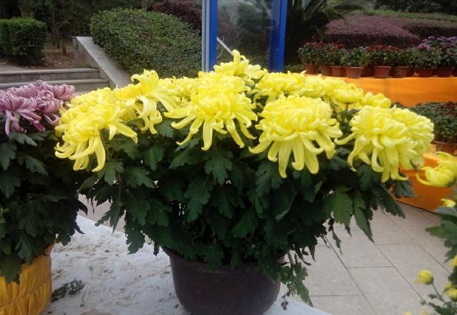 头条问答 菊花冬天放哪里好 14个回答