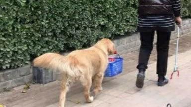 金毛犬训练叼篮子:遛狗的时候狗狗总是捡东西吃，怎么办？