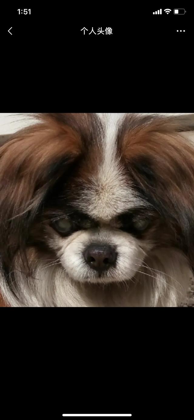 狗狗寿命排行榜是怎样的,寿命长的狗狗有哪些？