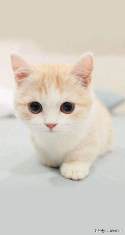 花清丹滋养型有排泄物:请问猫开始会用猫砂，可是最近却总去花盆拉屎，是怎么回事？
