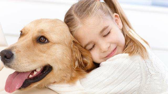 金毛巡回猎犬:这个是土狗还是金毛串狗？