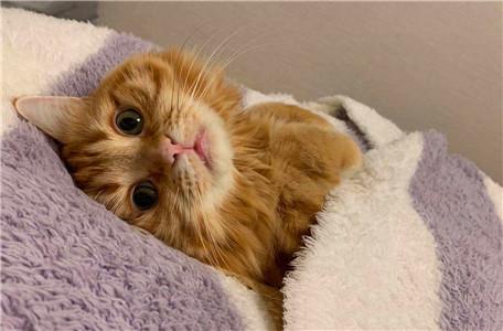 猫一直尿床怎么办:猫咪尿床以后怎么去除味道？