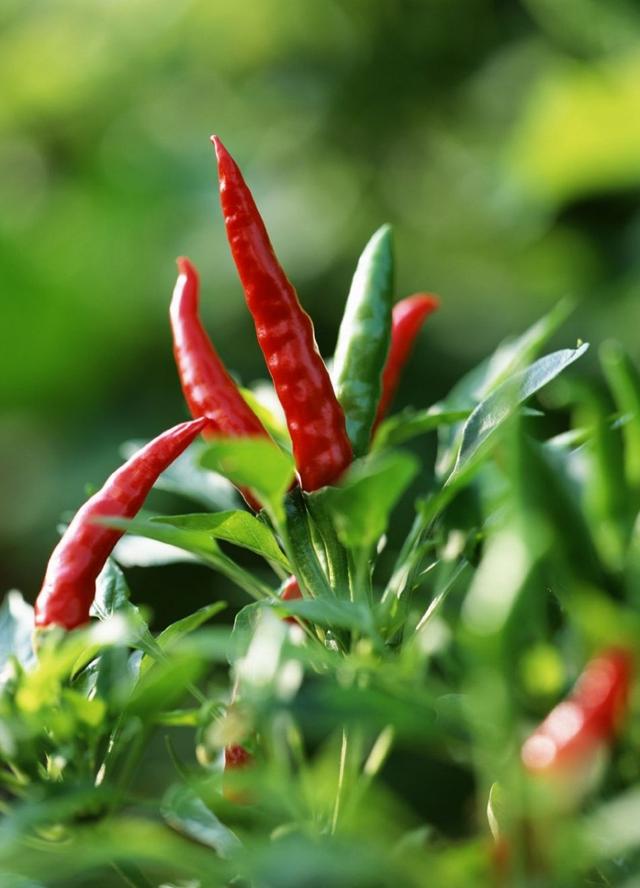 植物必需的营养元素:植物必需的营养元素有哪些？