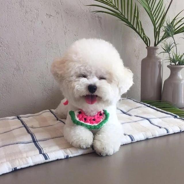 犬膝关节髌骨脱位:比熊走路后腿一跳一跳的是怎么回事呢？