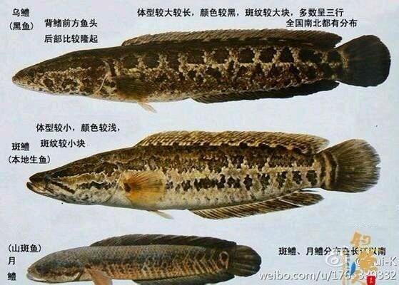 江苏斑鱼狗稀少:斑鱼好吃嘛？为什么鱼火锅总爱卖斑鱼？