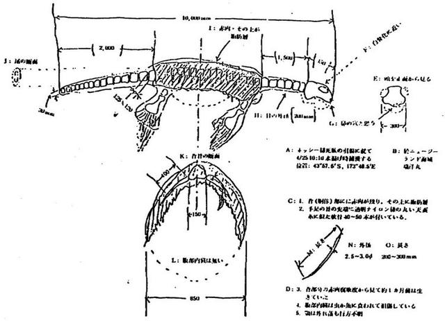 神秘生物未解之谜，能排除日本蛇颈龙事件中的骨架是鲸的可能吗