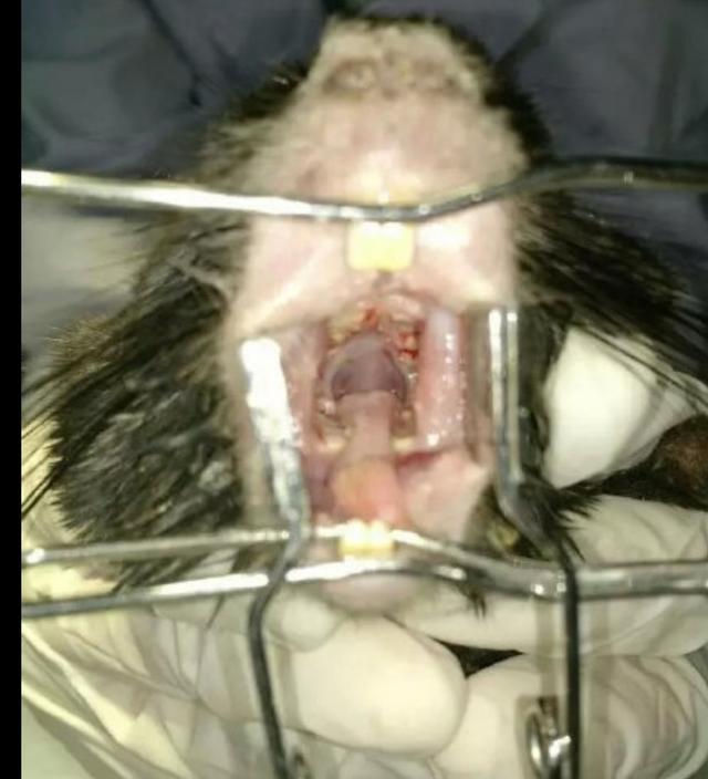 宠物龙猫用品有哪些:自己可以帮龙猫剪牙吗？注意什么？