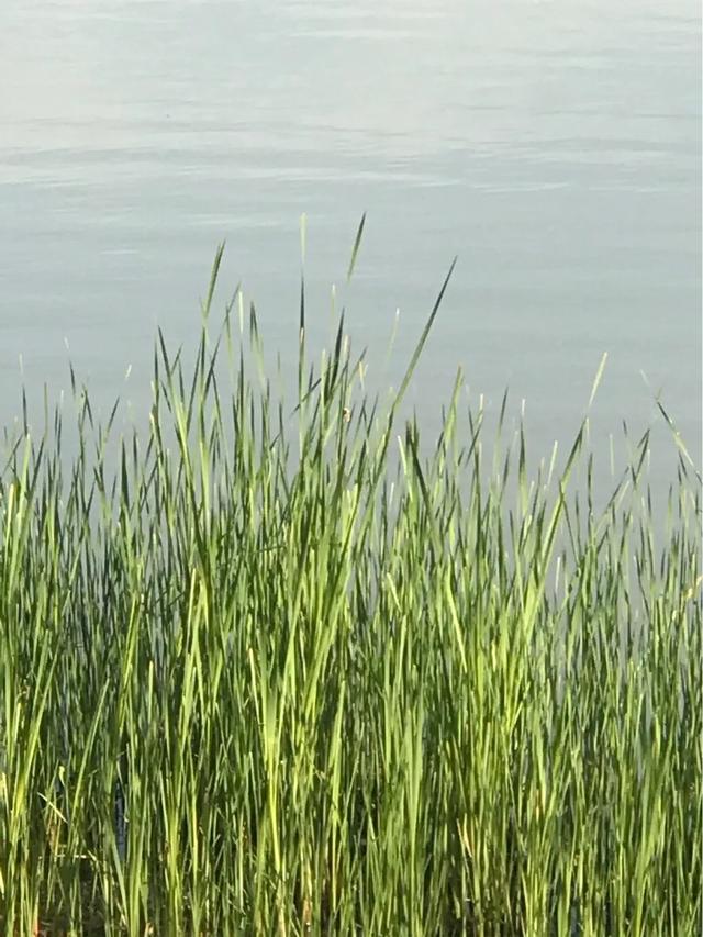 劲草娇花:家长教育孩子是培优还是补缺好