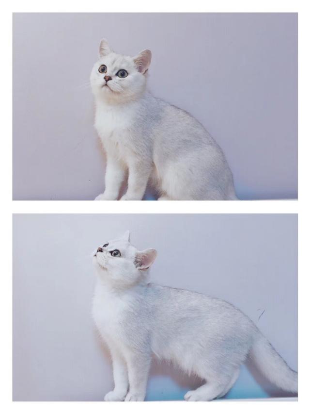 英国短毛猫:为什么现在这么多人养灰色的英国短毛猫？