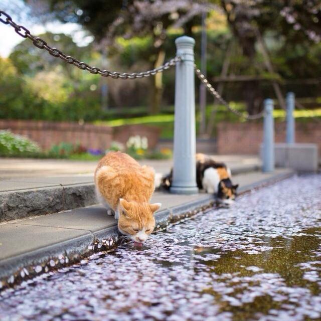 流浪小猫吃什么:喂流浪猫吃什么猫粮 喂食物给流浪猫吃是好事还是坏事？