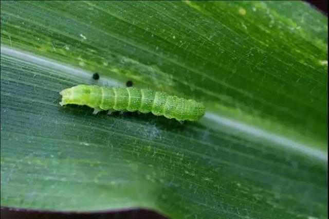 锈壁虱用何种药:可以给柑橘幼果用阿维菌素吗？