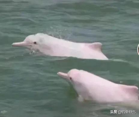 1428头海豚被赶入法罗群岛遭捕杀，广西梧州鸳江大桥附近水域惊现白海豚，是什么原因