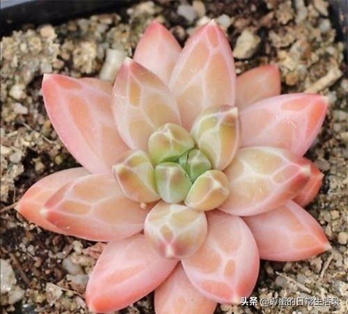 头条问答 温度 32度适合多肉生长吗 要注意什么 31个回答