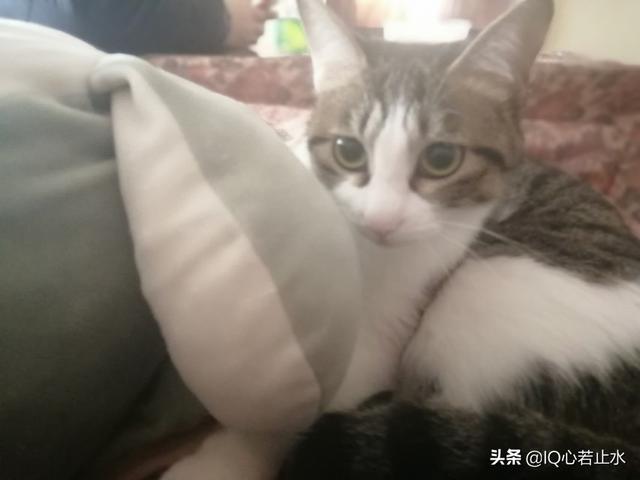 猫咪被当公主养:你希望你家猫咪能改掉它的什么坏习惯？