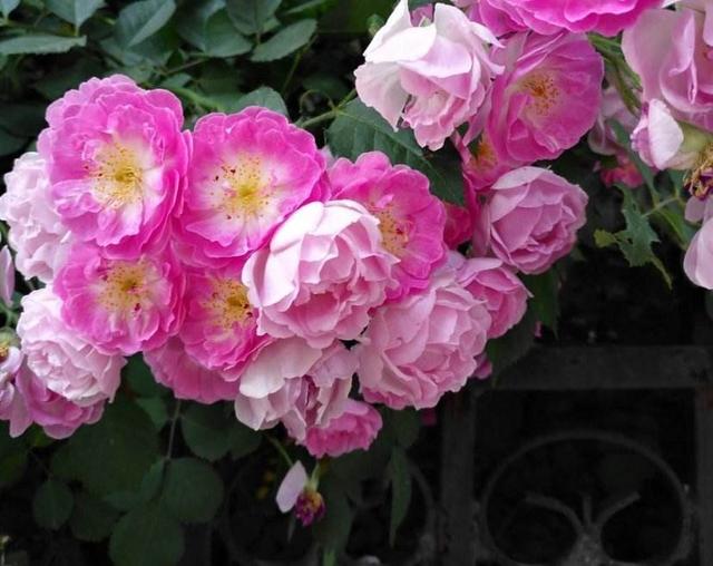 头条问答 - 月季,山木香,无刺蔷薇都没感染,为什么野蔷薇一直得霜霉病