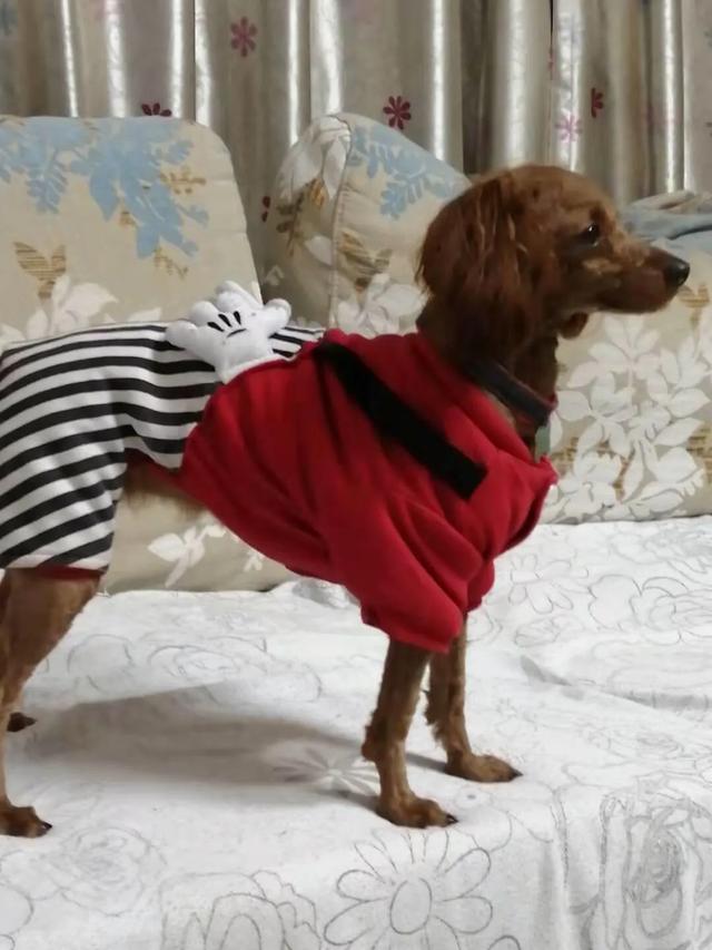 头条问答 领养的宠物 想放弃了 怎么办 8个回答