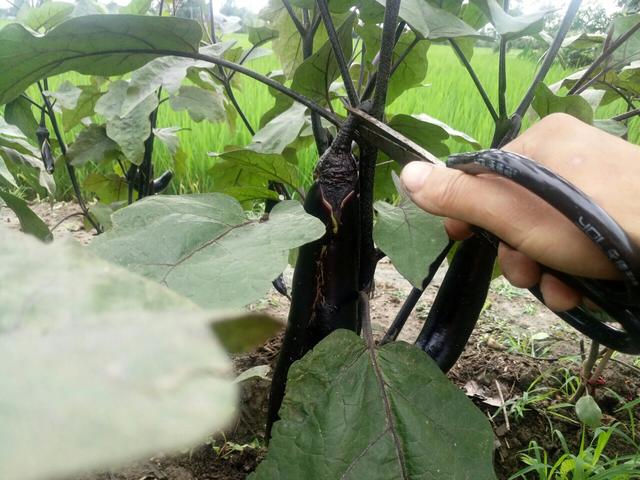 无论是采摘门茄,对茄还是其它的茄子,只有当果皮的白色部分很少时