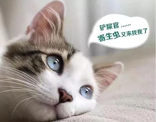 猫身上的吸血虫图片:养猫的朋友们，猫虱你们是怎么解决的？