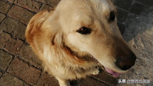 中华田园狗价格:为什么说中华田园犬不比其他狗差呢？