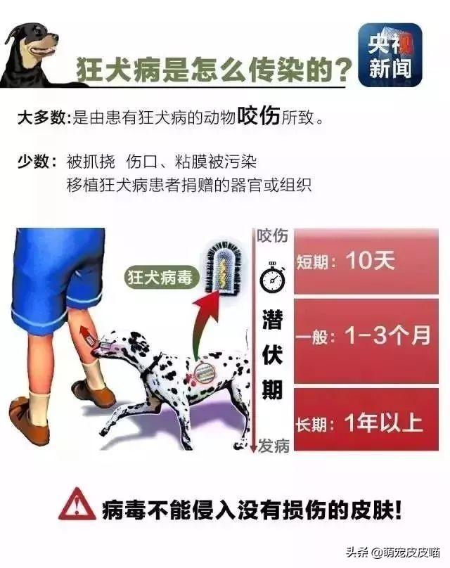 被猫咬千万不要打狂犬疫苗:被猫咬千万不要打狂犬疫苗打几针 被自己家的猫咬破皮了要打针吗？