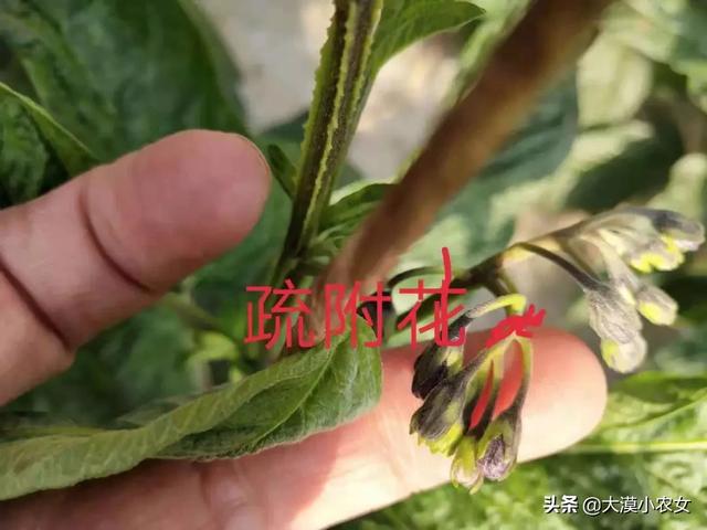 (人参果怎么分高糖低糖)人参果高糖与低糖怎么分?