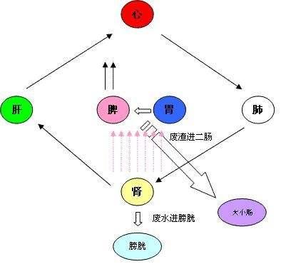 大便不成形:常年大便不成形是什么原因呀？