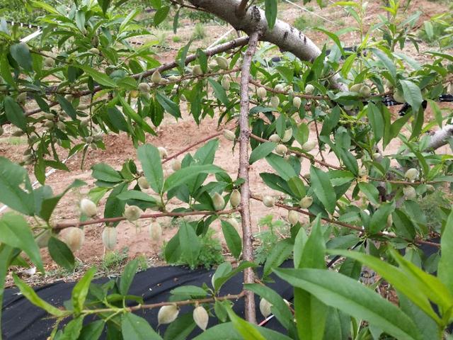 头条问答 - 桃树的结果枝组,怎样修剪才能优质高产?(3个回答)