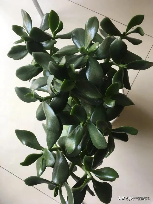 玉树养成盆景的几个技巧，为什么有人养在室内就容易挂掉呢？插图72