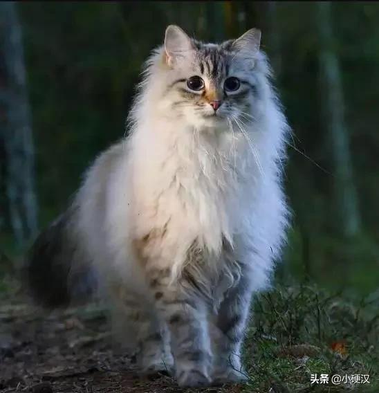 西伯利亚森林猫:西伯利亚森林猫喂什么猫粮好？