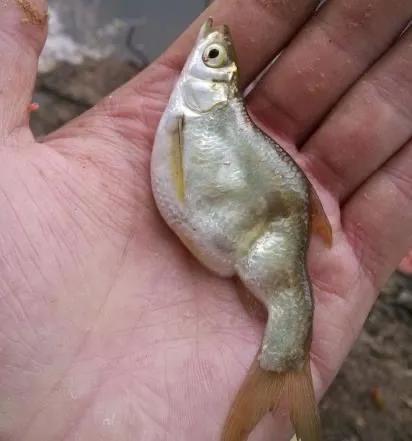 头条问答 - 为什么,野钓的鱼,脊柱都是弯的?(2个回答)