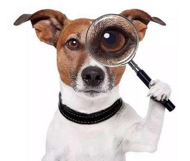 在狗的眼睛里世界是什么颜色的，狗狗是色盲吗可以看见其他颜色吗