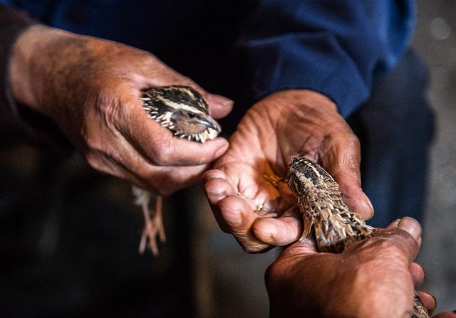 头条问答 - 过去农村老人都爱"把鹌鹑",为什么感觉现在很少看到了?