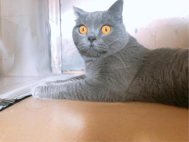 头条问答 夏天晚上开空调关门睡觉 猫猫去撒尿拉屎怎么处理 8个回答